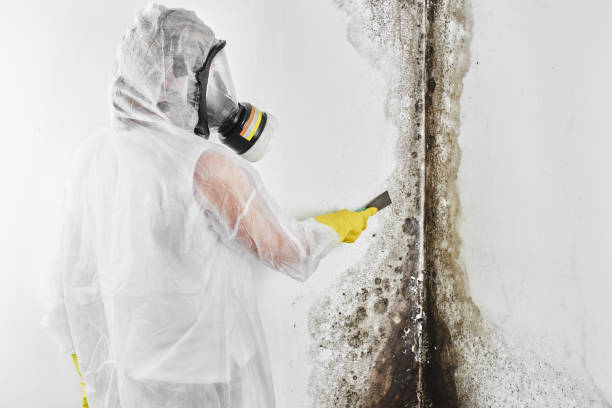 Best Health and Safety Mold Remediation in Newport, RI